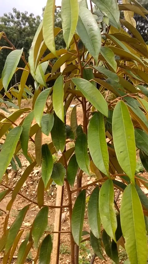 Durian plant Stock Footage 327048043