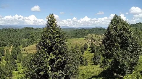 Durian plantation Video stock 236265353