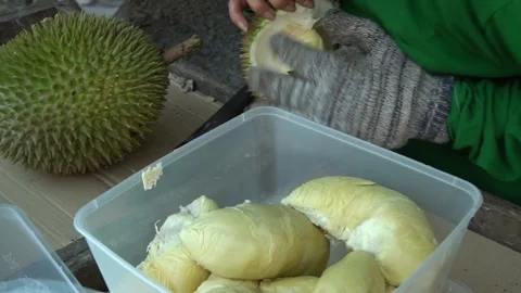 Durian preparation Stock Footage 145534274