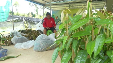 Durian seedling cutting procese Stock Footage 177783149