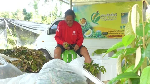 Durian seedling cutting procese Stock Footage 177783293