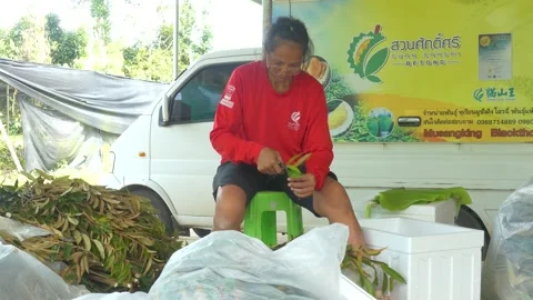 Durian seedling cutting procese Stock Footage 177783306