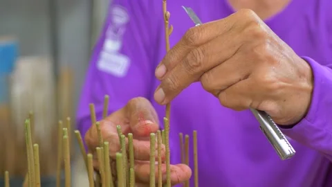 Durian seedling cutting procese Video stock 179886286