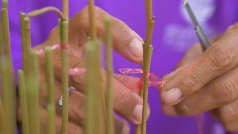 Durian seedling cutting procese Video stock 179886324
