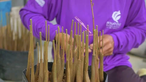 Durian seedling cutting procese Video stock 179886538