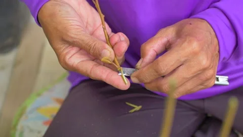 Durian seedling cutting procese Stock Footage 179886579