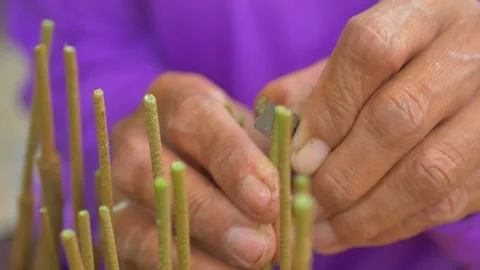 Durian seedling cutting procese Video stock 179886588