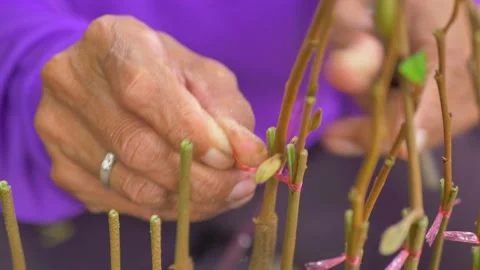 Durian seedling cutting procese Video stock 179886800