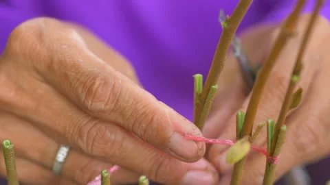 Durian seedling cutting procese Video stock 179886819