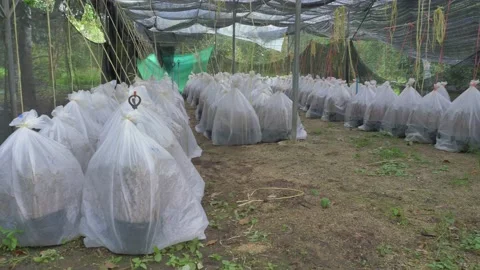 Durian seedling cutting procese Stock Footage 179887528