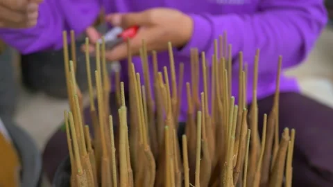 Durian seedling cutting procese Stock Footage 179887796