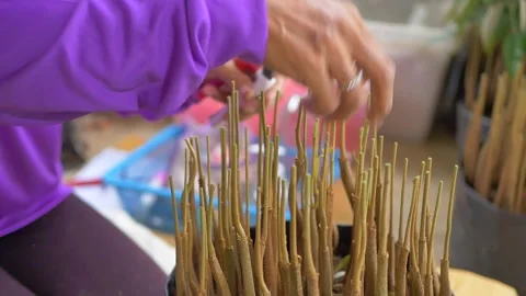 Durian seedling cutting procese Stock Footage 179887936