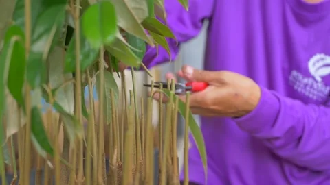 Durian seedling cutting procese Video stock 179887990