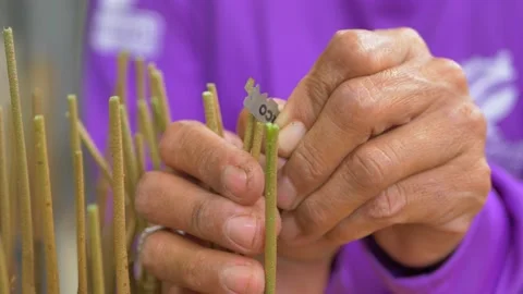 Durian seedling cutting procese Video stock 179888259