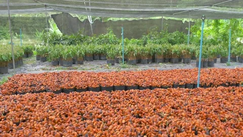 Durian seedling Stock Footage 177282878