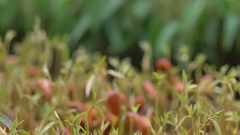 Durian seedling Video stock 177284017