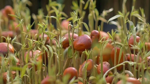 Durian seedling Stock Footage 177284115