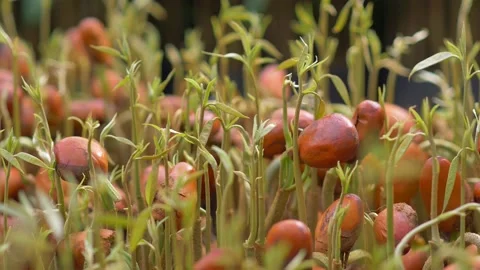 Durian seedling Video stock 177284182