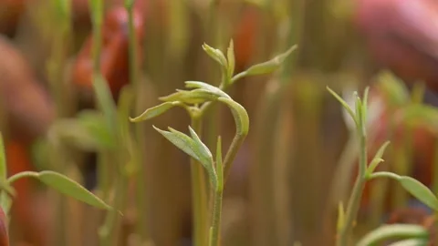Durian seedling Video stock 177284391