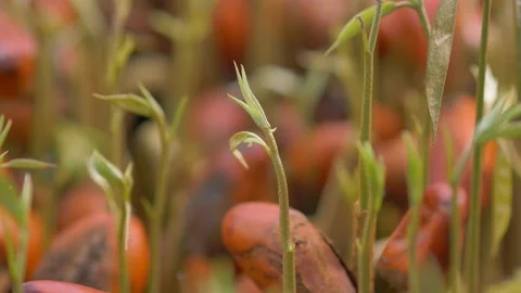 Durian seedling Video stock 177284399
