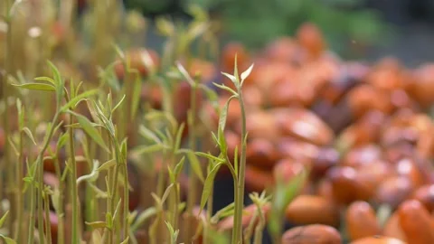 Durian seedling Stock Footage 177284578