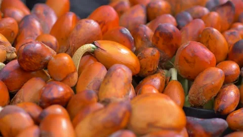 Durian seedling Video stock 177284606