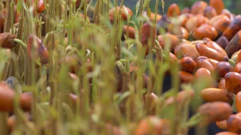 Durian seedling Video stock 177284824