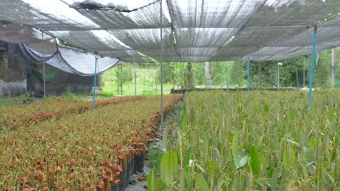 Durian seedling Video stock 177284857