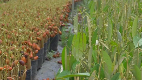 Durian seedling Stock Footage 177284858