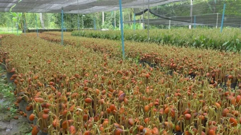 Durian seedling Video stock 177284946