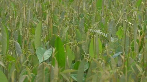 Durian seedling Stock Footage 177285021