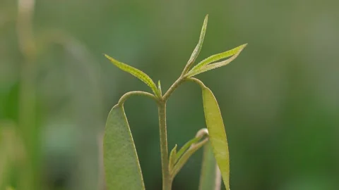 Durian seedling Video stock 177285234
