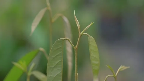 Durian seedling Stock Footage 177285283
