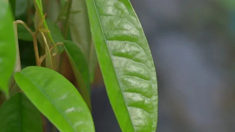 Durian seedling Stock Footage 177285331
