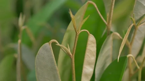Durian seedling Stock Footage 177285348