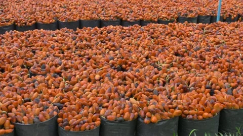 Durian seedling Video stock 177286312