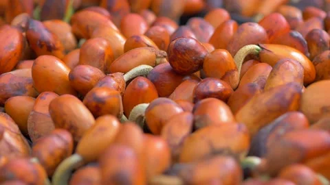 Durian seedling Stock Footage 177286325