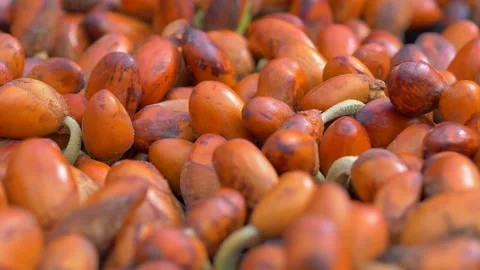 Durian seedling Video stock 177286345