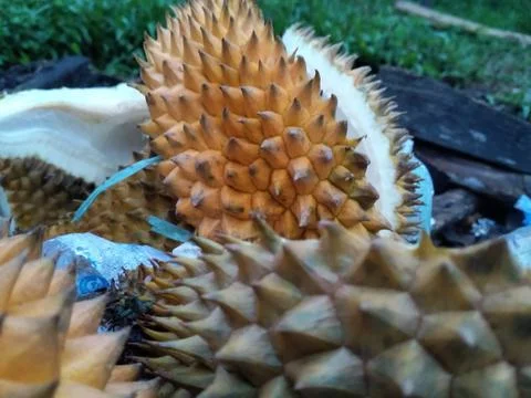 Durian spike Foto stock