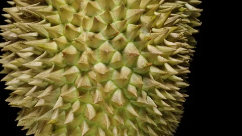 Durian Surface Rotating as Camera Slowly Slides Upward Showing Sharp Spikes and Video stock 311892208