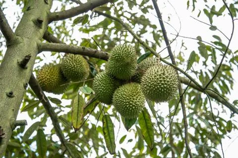 Durian on tree agriculture background Stock Photos