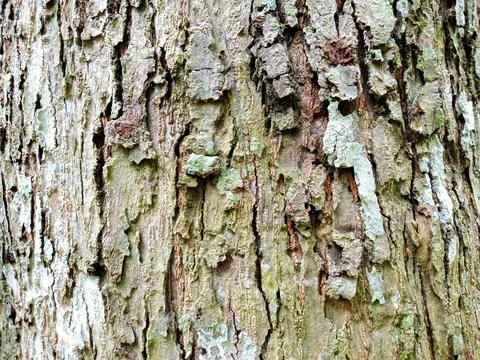 Durian tree bark pattern background. Fotos de archivo