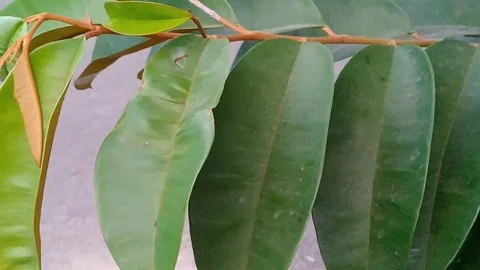 Durian tree branches with leaves in a dark tropical garden during twilight Stock Footage 340780862