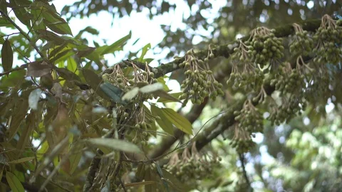 Durian Tree farm 4k  Stock Footage 91919966