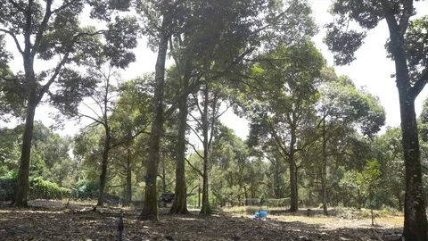 Durian Tree farm 4k  Stock Footage 91919975