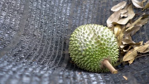 Durian Tree farm 4k  Stock Footage 91920277