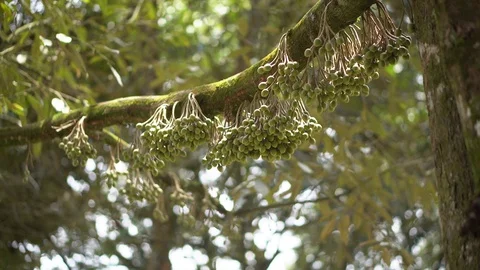 Durian Tree farm 4k  Stock Footage 91920300