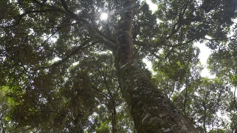 Durian Tree farm 4k  Stock Footage 91920319