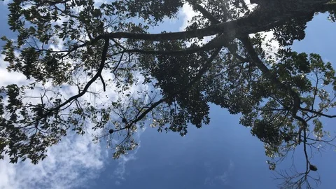 Durian tree Vidéo 108205890