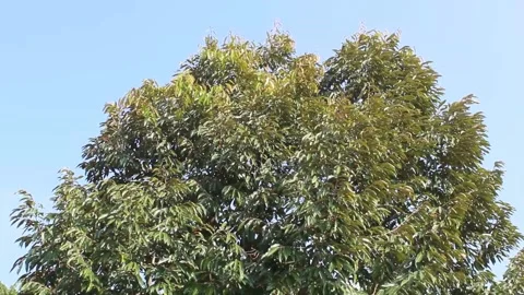 Durian tree Stock Footage 201452945